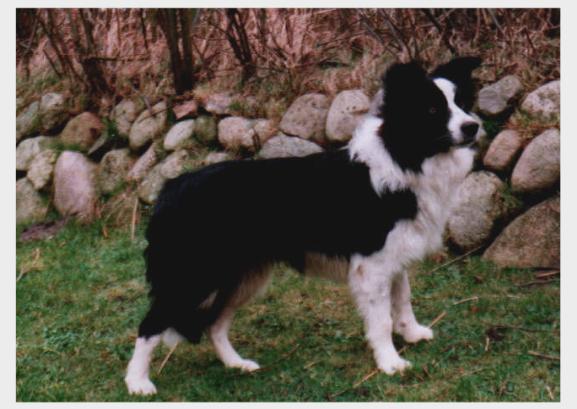 577*409 - 40178 Byte