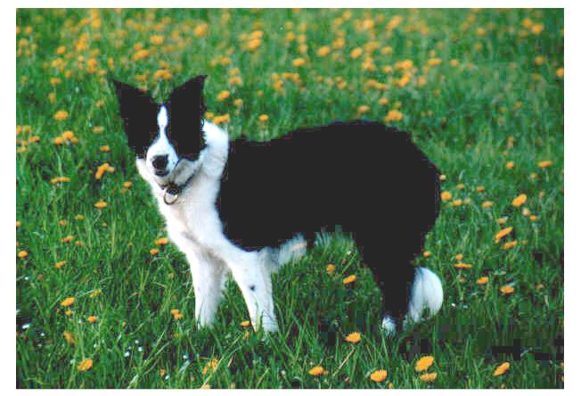 652*444 - 55046 Byte